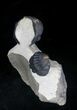 Double Morocops Trilobite - Foum Zguid, Morocco #22138-2